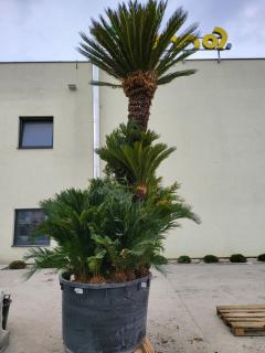 Cycas Revoluta exemplare multikmeň 1x300cm 700Lt.