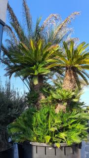 Cycas Revoluta exemplare multikmeň 2x210cm 1500Lt.