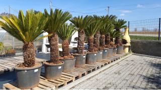 Cycas Revoluta kmeň 150cm