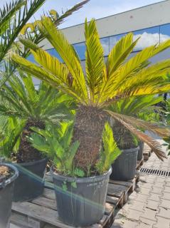 Cycas Revoluta výška 140-160cm, kmeň 50-60cm