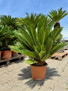 Cycas Revoluta výška 80-90cm, kmeň 10-15cm 12lt.