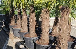 Trachycarpus Fortunei Galícia Lugo hrubé kmene výška 80-100cm