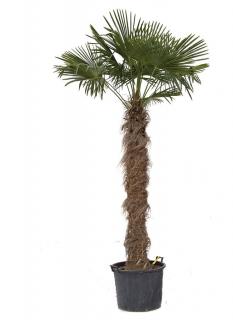 Trachycarpus Fortunei kmeň 160-180cm, 320-360cm výška