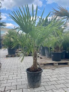 Trachycarpus Fortunei kmeň 20-30cm, 110-130cm výška