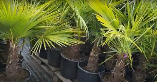 Trachycarpus Fortunei kmeň 30-50cm, 130-170cm výška IT