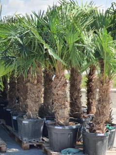 Trachycarpus Fortunei kmeň 80-100cm, 180-230cm výška