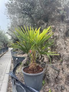 Trachycarpus Fortunei kmň 10-20cm, 70-90cm výška