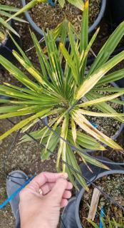 Trachycarpus Fortunei variegata  panašovaný 50-80cm jednokmeň 10Lt.