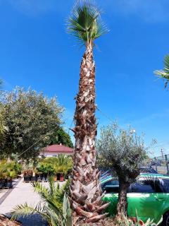 Washingtonia Robusta kmeň 400cm+