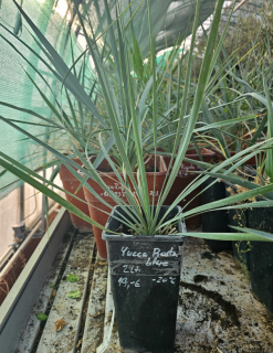 Yucca Rostrata  blue semenáč 2Lt.