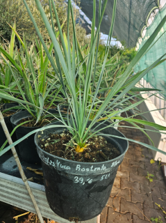 Yucca Rostrata  blue semenáč 5Lt.