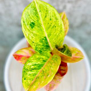 Aglaonema Apple Fantasy