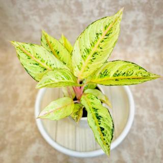 Aglaonema Chartreuse Pretty