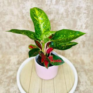 Aglaonema Chili Red