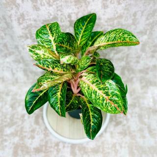 Aglaonema Cocomelon veľká