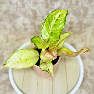 Aglaonema  Corn Silk  Variant: 1