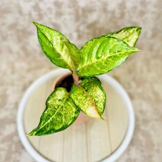 Aglaonema  Corn Silk  Variant: 2