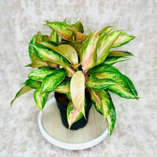 Aglaonema Guave Pink veľká