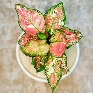 Aglaonema Jaxxy Red Variant: 1