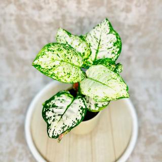 Aglaonema Jaxxy Red Variant: 2