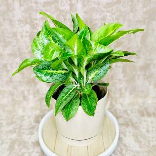 Aglaonema Lemon Mint veľká