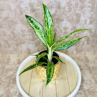 Aglaonema Matcha Lemon