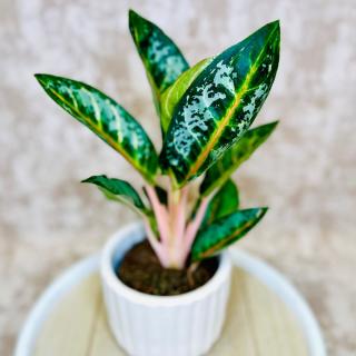 Aglaonema Orange Flame