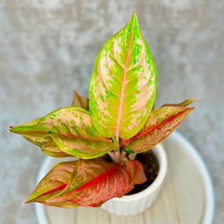 Aglaonema Pastella