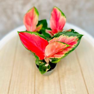 Aglaonema Red Dragon baby