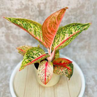 Aglaonema Romance Red