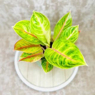 Aglaonema Rose Parakeet