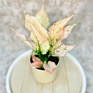 Aglaonema Rosy Variant: 1