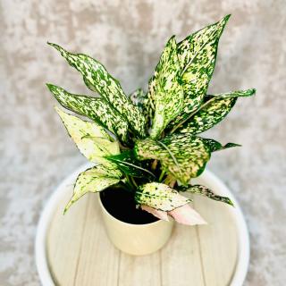 Aglaonema Rosy Variant: 2