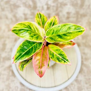 Aglaonema  Salmon Fantasy