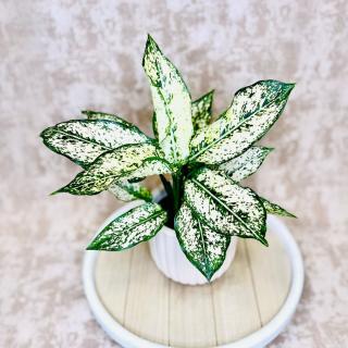 Aglaonema Snow White