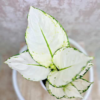 Aglaonema  White Joy