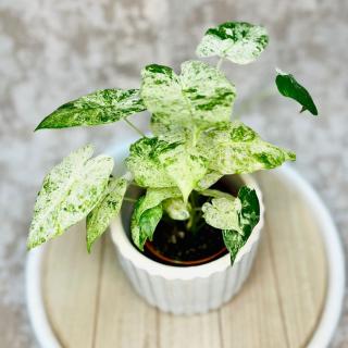 Alocasia macrorrhiza Splash