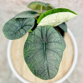 Alocasia melo