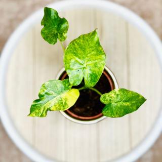 Alocasia Odora aurea variegata