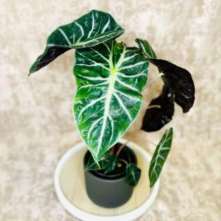 Alocasia Pink Dragon