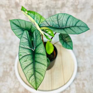 Alocasia Platinum