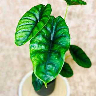 Alocasia Puncak Borneensis väčšia