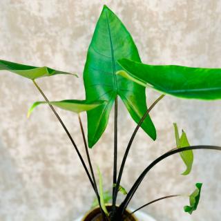 Alocasia zebrina  Black Stem