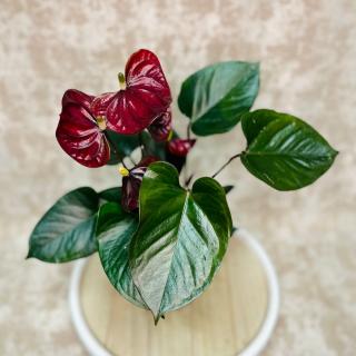 Anthurium andreanum  Black Love