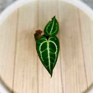 Anthurium baby - viacero druhov Variant: 2