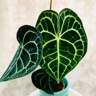 Anthurium clarinervium