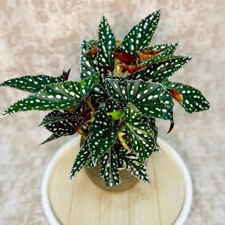 Begonia maculata Spotlight Green