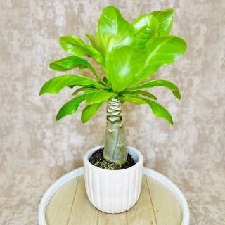 Brighamia insignis