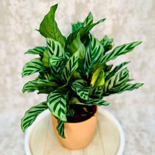 Calathea Freddie