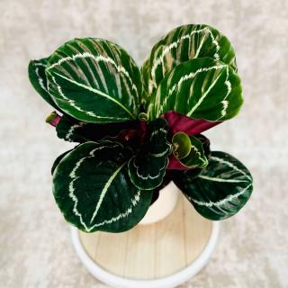 Calathea roseopicta dark